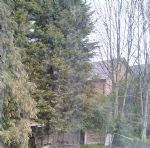Trees chopped in nesting season on Poets estate Swinton